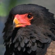 Redheadeagle